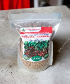 Giống cà phê lá xoài - Nâng tầm chất lượng cà phê Việt